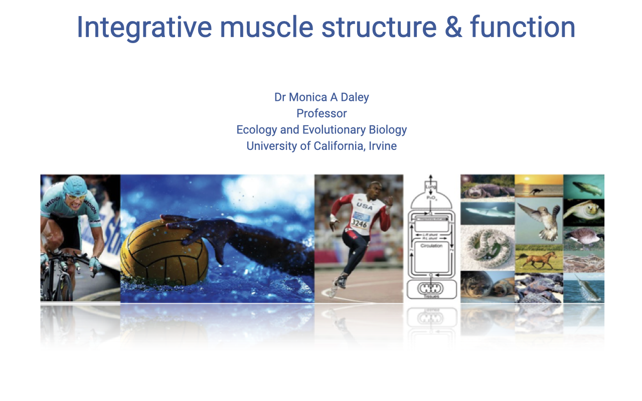 Title slide for "Integrative muscle structure & function" by Dr. Monica A. Daley, Professor, Ecology and Evolutionary Biology, University of California, Irvine. Background collage shows diverse animals and humans exercising: a cyclist, water polo player, swimmer, sprinter, an oxygen cascade schematic, and a row of comparative species (sea turtle, fish, snake, hummingbird, kangaroo, horse, seal, lizard, croc).