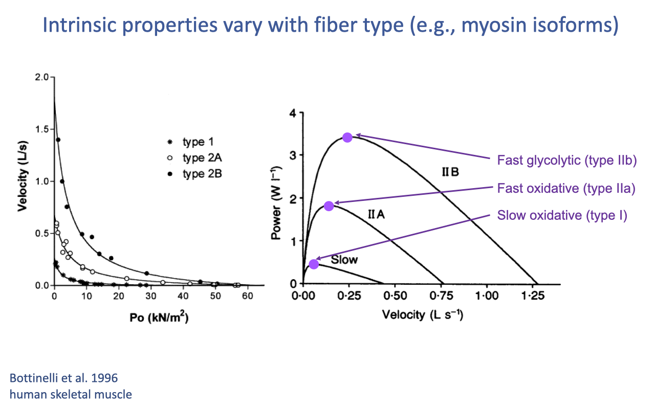 Slide titled "Intrinsic properties vary with fiber type (e.g., myosin isoforms)" with two side-by-side plots from Bottinelli et al. 1996 of human skeletal muscle. Left: velocity (L/s, 0–2.0) vs. P_o (kN/m², 0–60) for type 1 (filled circles), type 2A (open circles), and type 2B (filled circles) fibers — type 2B fibers reach the highest velocities at any given force. Right: power (W L⁻¹, 0–4) vs. velocity (L s⁻¹, 0.00–1.25) for the three fiber types — type IIB (fast glycolytic) has the highest peak power (~3.5 W L⁻¹) at velocity ~0.25 L s⁻¹; type IIA (fast oxidative) is intermediate; type I (slow oxidative) has the lowest peak power at the slowest optimum velocity. Magenta dots mark each curve's peak. Color labels at right name each fiber type.