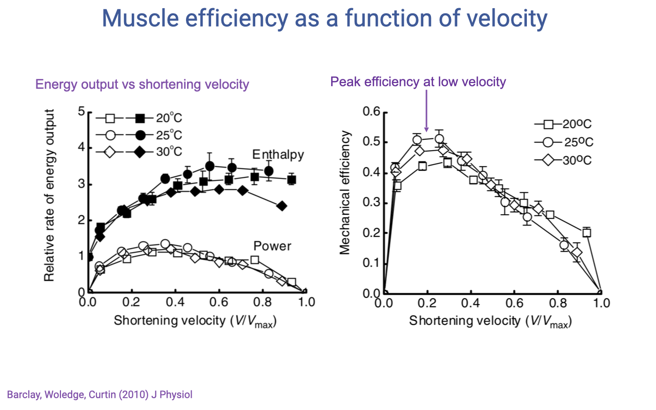 Slide titled "Muscle efficiency as a function of velocity" with two panels from Barclay, Woledge, Curtin (2010) J Physiol. Left: relative rate of energy output (enthalpy and power) vs. shortening velocity (V/V_max, 0.0–1.0) at 20°C, 25°C, and 30°C — both enthalpy and power increase with velocity but plateau at high velocity. Right: mechanical efficiency (0.0–0.6) vs. shortening velocity (V/V_max, 0.0–1.0) at the same three temperatures, with a magenta arrow pointing to peak efficiency at low velocity (~0.1–0.2 V/V_max). Annotation: "Peak efficiency at low velocity."
