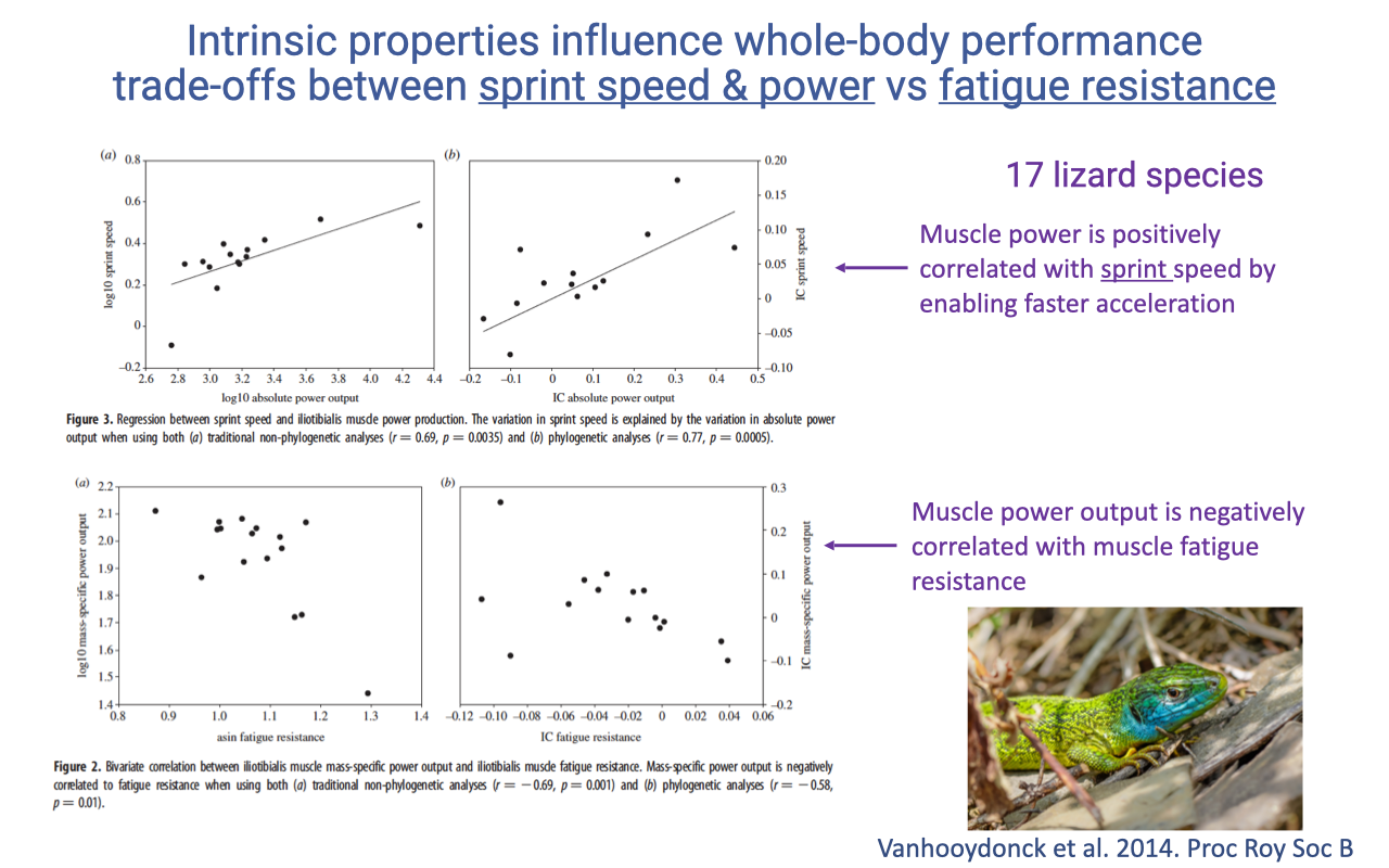 Slide titled "Intrinsic properties influence whole-body performance — trade-offs between sprint speed & power vs fatigue resistance" with two scatterplots from Vanhooydonck et al. 2014 Proc Roy Soc B comparing 17 lizard species. Top: log-transformed mass-specific muscle power vs sprint speed — positive correlation (annotation: "Muscle power is positively correlated with sprint speed by enabling faster acceleration"). Bottom: log mass-specific muscle power vs fatigue resistance — negative correlation (annotation: "Muscle power output is negatively correlated with muscle fatigue resistance"). A photo of a green lizard appears at lower right.