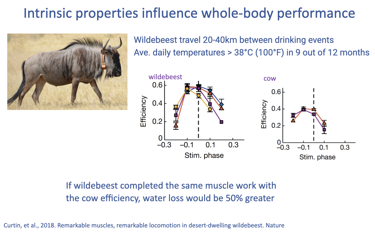Slide titled "Intrinsic properties influence whole-body performance" with a photograph of a wildebeest with a tracking collar in tall savanna grass. Bullet points: wildebeest travel 20–40 km between drinking events; average daily temperatures > 38°C (100°F) in 9 of 12 months. Two efficiency-vs-stimulation phase plots (Curtin et al. 2018 Nature) compare wildebeest red muscle (peak efficiency ~0.6) and cow red muscle (peak efficiency ~0.4). Annotation: "If wildebeest completed the same muscle work with the cow efficiency, water loss would be 50% greater." Citation: Curtin et al., 2018. Remarkable muscles, remarkable locomotion in desert-dwelling wildebeest. Nature.