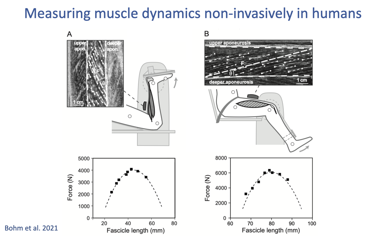 Slide titled "Measuring muscle dynamics non-invasively in humans" with two panels (Bohm et al. 2021). Panel A (left): an ultrasound image of muscle fascicles plus a schematic of a person seated on a dynamometer that measures ankle torque while ultrasound tracks the soleus fascicle; below, a force–fascicle-length plot shows force (N, 1000–5000) vs. fascicle length (mm, 20–80) with a parabolic active-force curve. Panel B (right): a similar ultrasound image with a different muscle and dynamometer-attachment configuration; below, a force–fascicle-length plot shows force (N, 0–8000) vs. fascicle length (mm, 60–100). Citation: Bohm et al. 2021.
