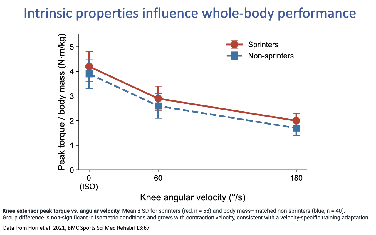 Slide titled "Intrinsic properties influence whole-body performance" with a single line plot from Hori et al. 2021 BMC Sports Sci Med Rehabil. Y-axis: peak knee-extensor torque per body mass (N·m/kg, 0–5). X-axis: knee angular velocity (°/s) at three settings: 0 (ISO), 60, 180. Red circles with red line: sprinters (n = 58). Blue squares with blue dashed line: body-mass-matched non-sprinters (n = 40). At 0°/s (ISO) the two groups are similar (~4.0 N·m/kg). At 60°/s, sprinters maintain ~2.9 vs. non-sprinters ~2.6 N·m/kg. At 180°/s, sprinters reach ~2.0 vs. non-sprinters ~1.7 N·m/kg. Caption: "Knee extensor peak torque vs. angular velocity. Mean ± SD for sprinters (red, n = 58) and body-mass–matched non-sprinters (blue, n = 40). Group difference is non-significant in isometric conditions and grows with contraction velocity, consistent with a velocity-specific training adaptation."