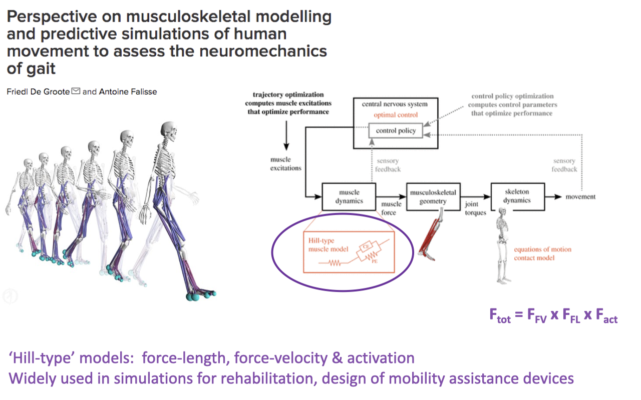 Slide titled "Perspective on musculoskeletal modelling and predictive simulations of human movement to assess the neuromechanics of gait" by Friedl De Groote and Antoine Falisse. Left: a series of skeletal figures walking, with red muscles overlaid on the right limb. Right: a flowchart showing optimal-control loop with central nervous system (control policy) → muscle excitations → muscle dynamics → musculoskeletal geometry (joint torques) → skeleton dynamics → movement, with feedback. A circled inset highlights a Hill-type muscle model (CE + PE element). Annotation at bottom right shows the equation F_tot = F_FV × F_FL × F_act and a note: "'Hill-type' models: force-length, force-velocity & activation; widely used in simulations for rehabilitation, design of mobility assistance devices."