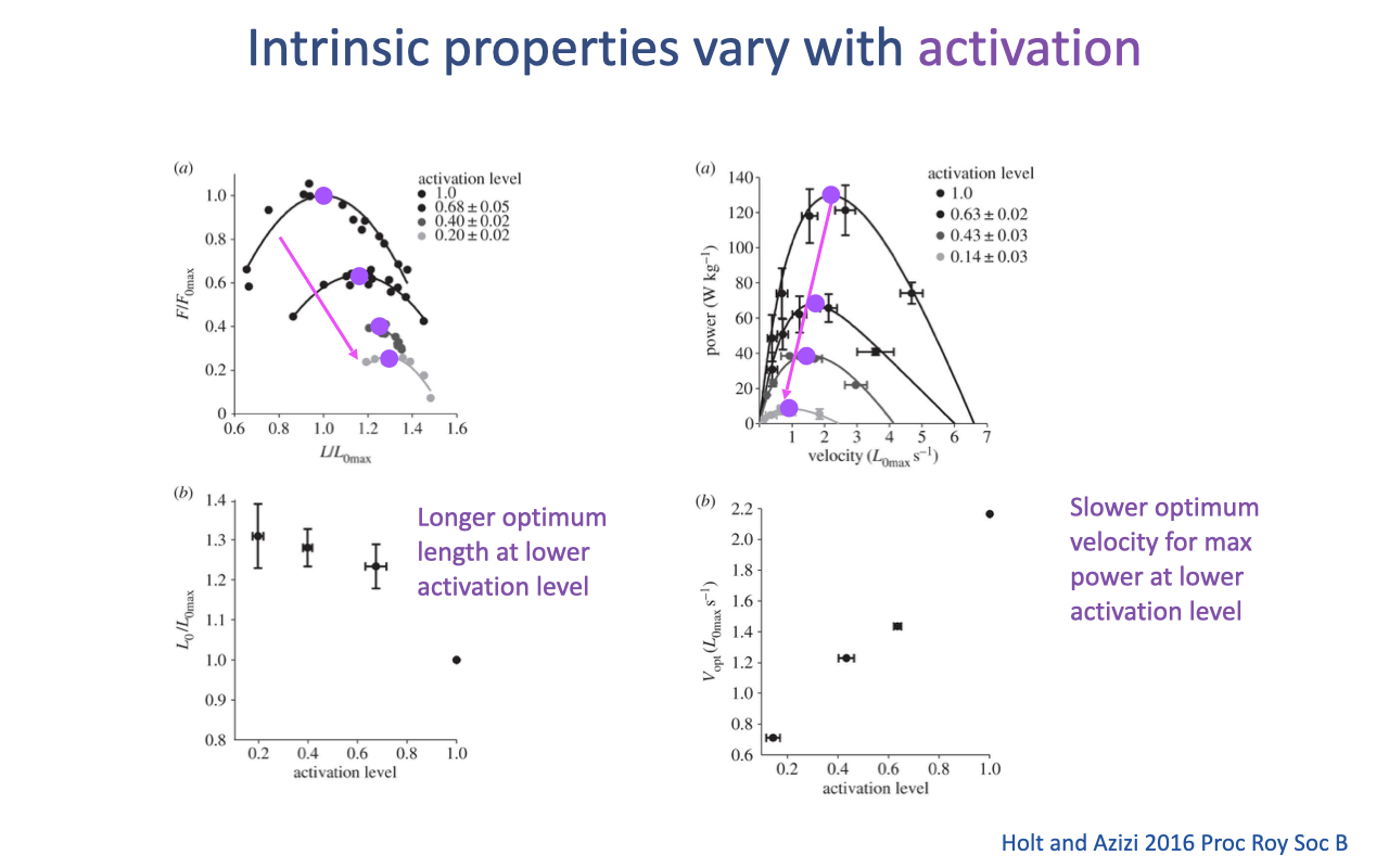 Recap slide titled "Intrinsic properties vary with activation" with four panels from Holt and Azizi 2016 Proc Roy Soc B. Top-left (a): F/F_0max vs L/L_0max for activation levels 1.0, 0.68, 0.40, 0.20 — F-L curves shrink and shift to longer L_0 at lower activation, with a magenta arrow showing the rightward/downward shift. Top-right (a): power (W kg⁻¹) vs velocity (L_0max s⁻¹) for the same activation levels — peak power and optimum velocity both decline with activation. Bottom-left (b): L_0/L_0max vs activation level — optimum length increases at lower activation. Bottom-right (b): V_opt vs activation level — optimum velocity for max power decreases at lower activation. Annotations: "Longer optimum length at lower activation level" and "Slower optimum velocity for max power at lower activation level." Citation: Holt and Azizi 2016 Proc Roy Soc B.