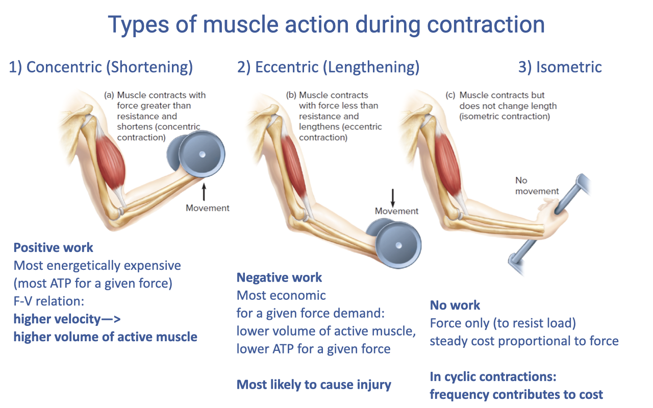 Slide titled "Types of muscle action during contraction" with three labeled cartoon panels showing a person performing a biceps curl: (1) Concentric (Shortening) — muscle contracts with force greater than resistance and shortens; positive work; most energetically expensive (most ATP for a given force); F-V relation note: higher velocity → higher volume of active muscle. (2) Eccentric (Lengthening) — muscle contracts with force less than resistance and lengthens; negative work; most economic (for a given force demand: lower volume of active muscle, lower ATP for a given force); most likely to cause injury. (3) Isometric — muscle contracts but does not change length; no work (force only, to resist load); steady-state cost proportional to force; in cyclic contractions, frequency contributes to cost.