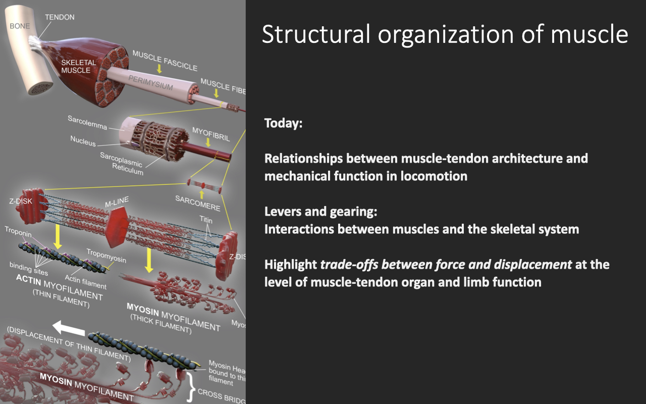 Slide titled "Structural organization of muscle" with the now-familiar hierarchical anatomical diagram (whole muscle → fascicle → muscle fiber → myofibril → sarcomere → actin/myosin filaments). Text on the right reads: "Today: Relationships between muscle-tendon architecture and mechanical function in locomotion. Levers and gearing: Interactions between muscles and the skeletal system. Highlight trade-offs between force and displacement at the level of muscle-tendon organ and limb function."