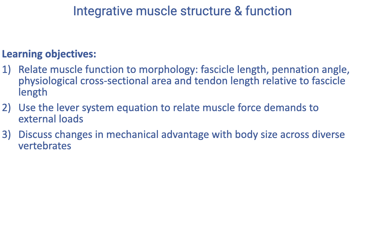 Slide titled "Integrative muscle structure & function" listing three learning objectives: (1) Relate muscle function to morphology — fascicle length, pennation angle, physiological cross-sectional area, and tendon length relative to fascicle length; (2) Use the lever system equation to relate muscle force demands to external loads; (3) Discuss changes in mechanical advantage with body size across diverse vertebrates.