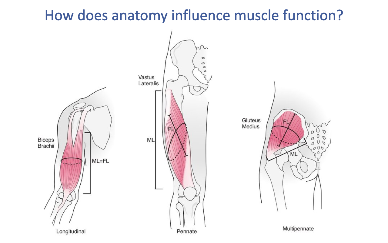 Slide titled "How does anatomy influence muscle function?" showing three labeled anatomical drawings of muscles with different fiber arrangements relative to the line of action (ML = muscle length; FL = fascicle length): Left — biceps brachii, with fibers running parallel to the long axis (longitudinal/parallel-fibered, ML = FL). Middle — vastus lateralis, with fibers acting at an angle to the tendon (pennate). Right — gluteus medius, with a fan-like multipennate arrangement.