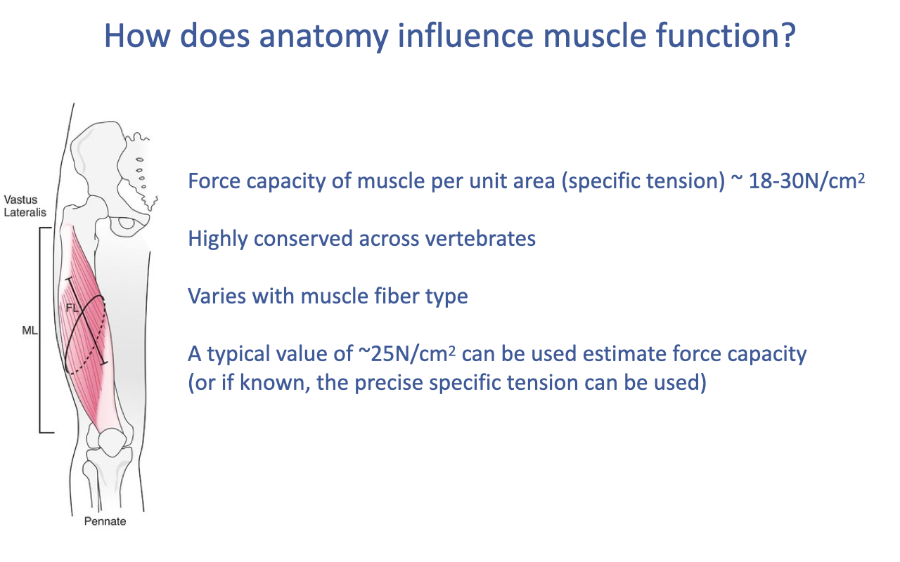 Slide titled "How does anatomy influence muscle function?" with the same vastus lateralis pennate diagram and four bullet points: Force capacity of muscle per unit area (specific tension) ~ 18–30 N/cm²; highly conserved across vertebrates; varies with muscle fiber type; a typical value of ~25 N/cm² can be used to estimate force capacity (or, if known, the precise specific tension can be used).