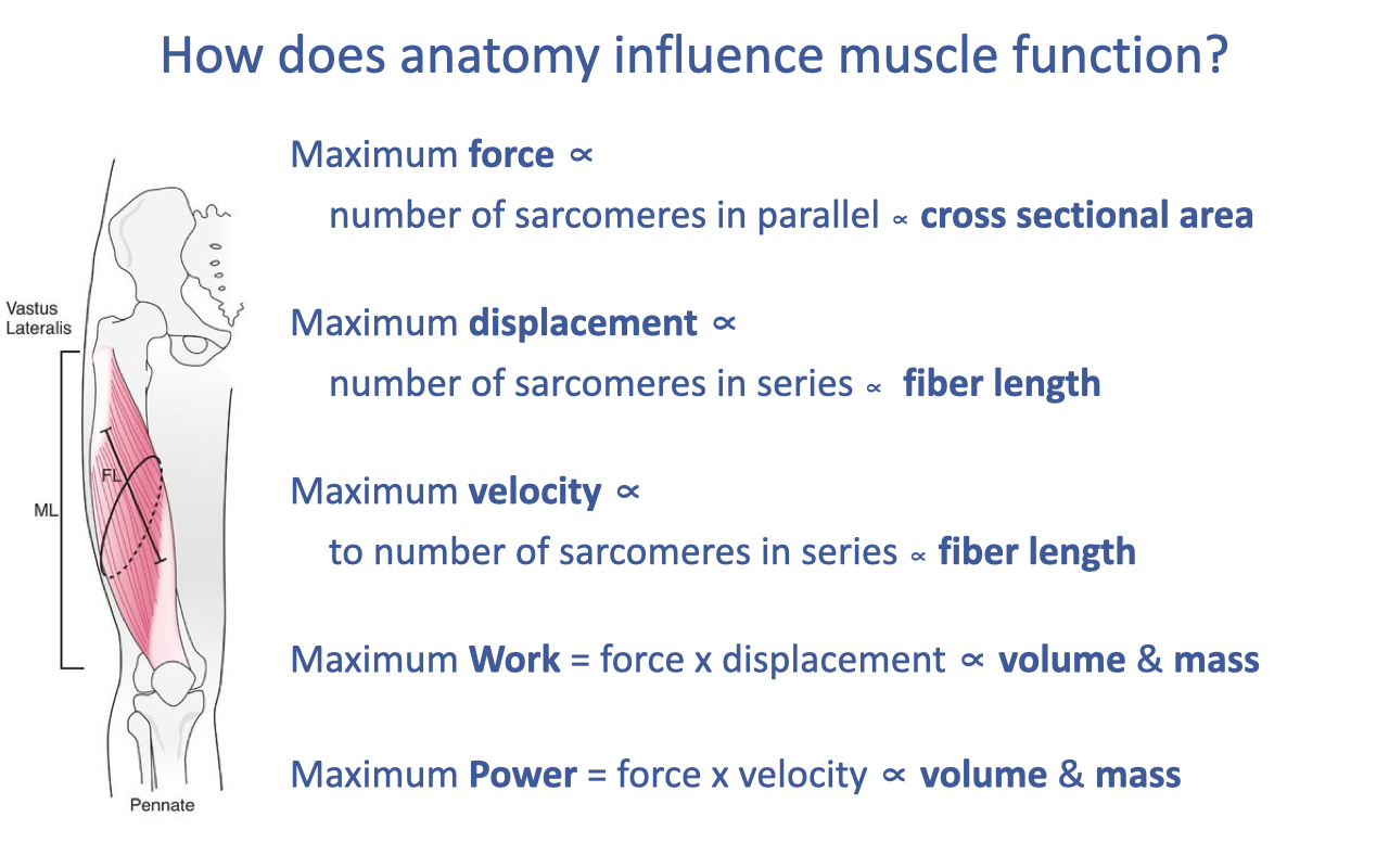 Slide titled "How does anatomy influence muscle function?" listing five architectural relationships (with the same vastus lateralis pennate diagram): Maximum force ∝ number of sarcomeres in parallel ∝ cross-sectional area; Maximum displacement ∝ number of sarcomeres in series ∝ fiber length; Maximum velocity ∝ number of sarcomeres in series ∝ fiber length; Maximum work = force × displacement ∝ volume & mass; Maximum power = force × velocity ∝ volume & mass.