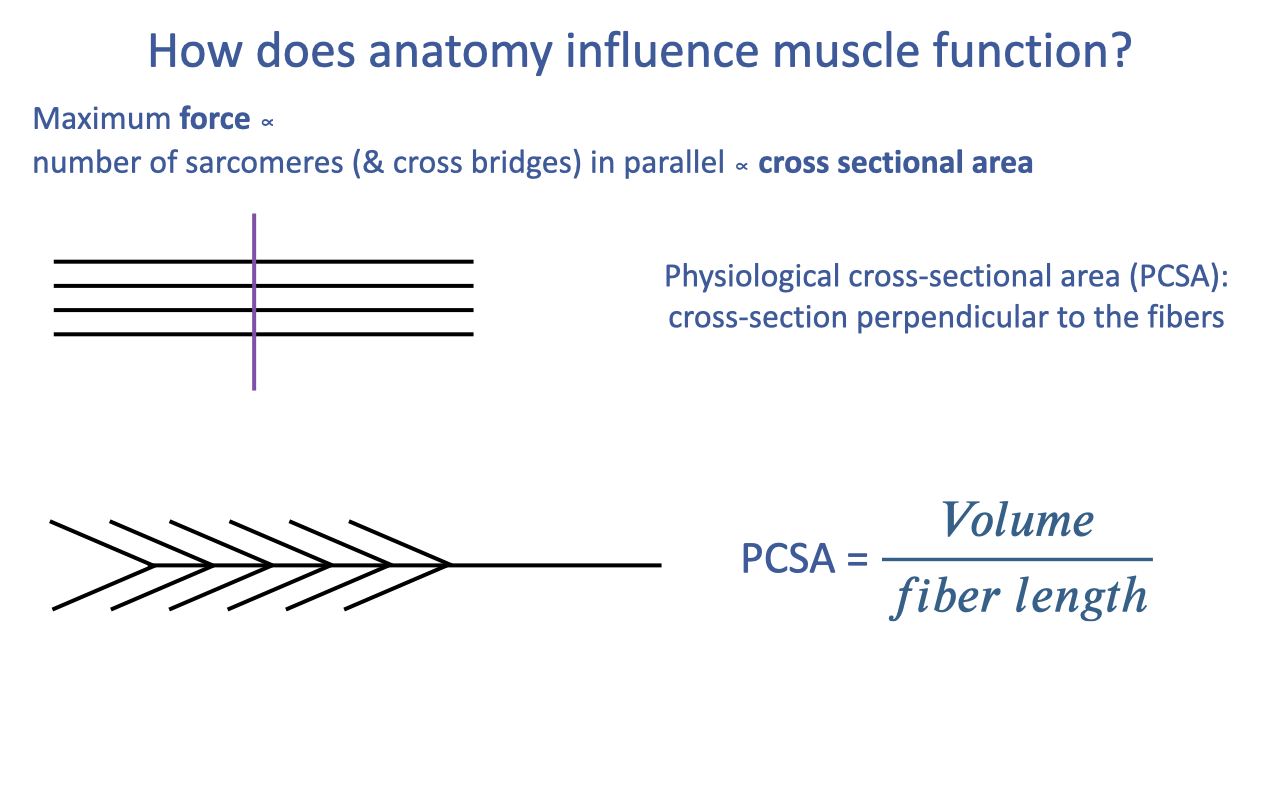 Slide titled "How does anatomy influence muscle function?" with two schematic diagrams illustrating the calculation of physiological cross-sectional area (PCSA). Top: a parallel-fibered muscle with a transverse cut (purple line) perpendicular to the fibers — annotation reads "Physiological cross-sectional area (PCSA): cross-section perpendicular to the fibers." Bottom: a unipennate muscle (feather-like arrangement of fibers off a central tendon). Right side shows the equation: PCSA = Volume / fiber length.
