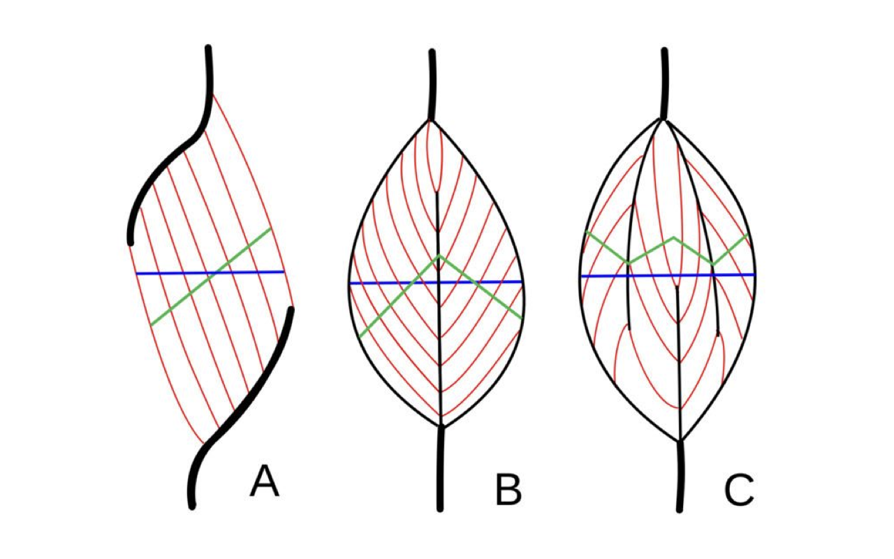 Slide showing three schematic muscle architectures labeled A, B, and C with red lines representing fibers, blue lines showing transverse cross-section perpendicular to the muscle long axis, and green lines showing physiological cross-section perpendicular to the fiber axis. A: a parallel-fibered muscle (fibers along the long axis); B: a single bipennate muscle; C: a multi-compartment multipennate muscle with several internal tendons.