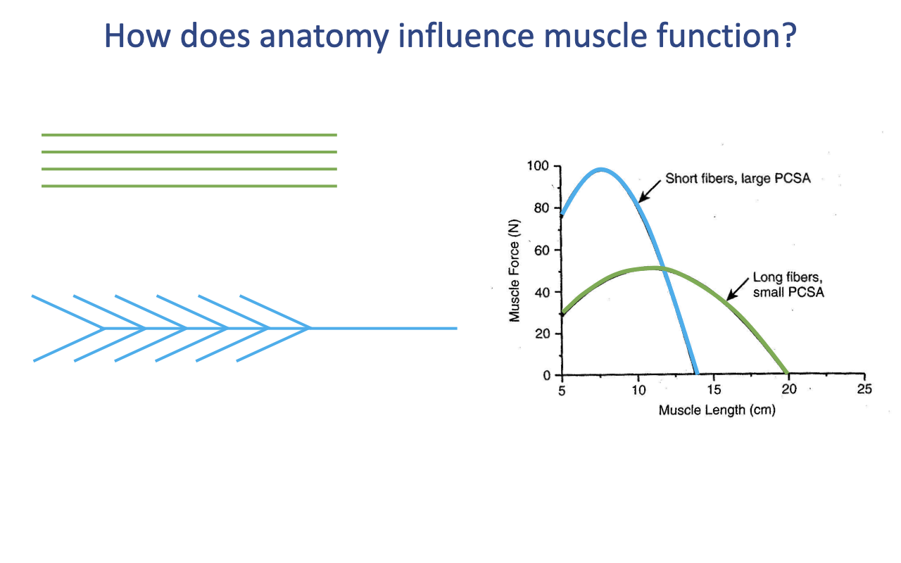 Slide titled "How does anatomy influence muscle function?" with a schematic of a long parallel-fibered muscle (green lines, top) and a short-fibered pennate muscle (cyan, bottom) on the left. A force–length plot on the right shows muscle force (N) vs. muscle length (cm, 5–25): the blue curve (short fibers, large PCSA) has a high, narrow peak (~100 N at length ~7 cm) that drops off rapidly; the green curve (long fibers, small PCSA) has a lower peak (~50 N) but spans a much wider range of lengths (5–20 cm).
