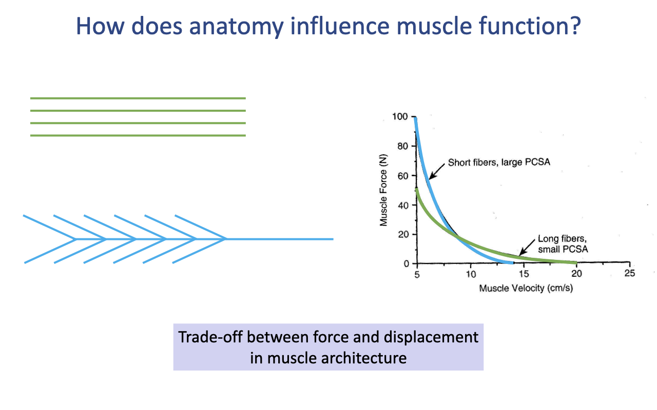 Slide titled "How does anatomy influence muscle function?" with the same architectural diagrams on the left and a force–velocity plot on the right showing muscle force (N) vs. muscle velocity (cm/s, 5–25): the blue curve (short fibers, large PCSA) starts at ~100 N at low velocity and falls steeply, reaching zero at ~14 cm/s; the green curve (long fibers, small PCSA) starts at ~50 N and falls more gradually, reaching zero at ~20 cm/s. A highlighted box reads: "Trade-off between force and displacement in muscle architecture."