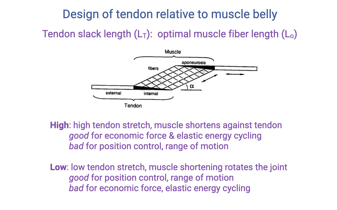 Slide titled "Design of tendon relative to muscle belly" with a schematic of a pennate muscle showing fibers, aponeurosis (internal tendon, on the muscle belly), and external tendon, with pennation angle α. Header reads "Tendon slack length (L_T): optimal muscle fiber length (L_o)." Two labeled blocks below: HIGH ratio — high tendon stretch, muscle shortens against tendon, good for economic force and elastic energy cycling, bad for position control and range of motion. LOW ratio — low tendon stretch, muscle shortening rotates the joint, good for position control and range of motion, bad for economic force and elastic energy cycling.