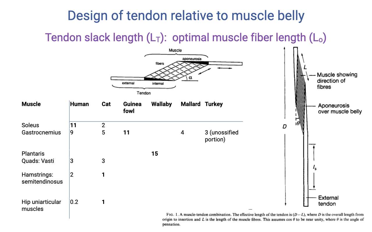 Slide titled "Design of tendon relative to muscle belly" with the same pennate muscle schematic and a comparative table of tendon-length to muscle-fiber-length ratios across species (human, cat, guinea fowl, wallaby, mallard, turkey). Soleus: 11 (human), 2 (cat). Gastrocnemius: 9 (human), 5 (cat), 11 (guinea fowl), 4 (mallard), 3 (turkey, unossified portion). Plantaris: 15 (wallaby). Quads (vasti): 3 (human), 3 (cat). Hamstrings (semitendinosus): 2 (human), 1 (cat). Hip uniarticular muscles: 0.2 (human), 1 (cat). A second figure on the right shows the muscle-tendon unit anatomy with overall length D, fiber length L, and free tendon length l_s.