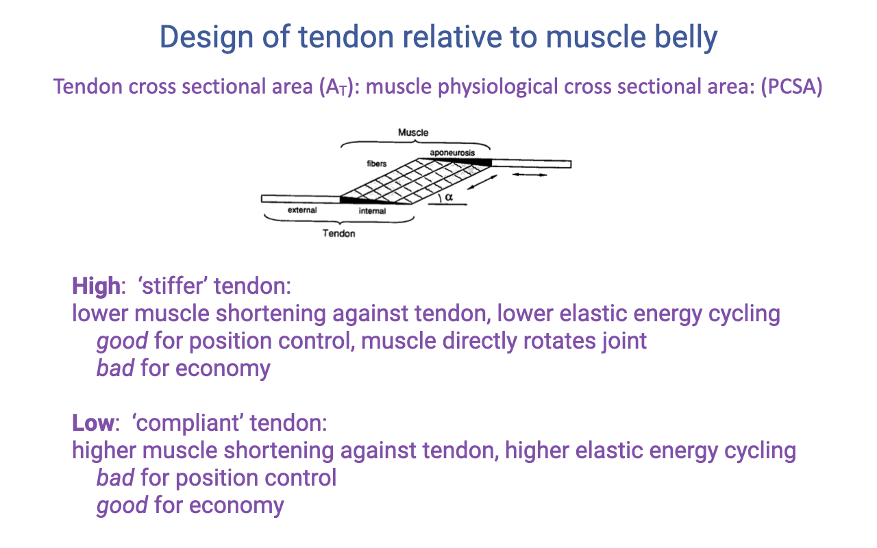 Slide titled "Design of tendon relative to muscle belly" with the same muscle-tendon schematic. Header: "Tendon cross-sectional area (A_T): muscle physiological cross-sectional area (PCSA)." HIGH A_T/PCSA: 'stiffer' tendon, lower muscle shortening against tendon and lower elastic energy cycling, good for position control, muscle directly rotates joint, bad for economy. LOW A_T/PCSA: 'compliant' tendon, higher muscle shortening against tendon, higher elastic energy cycling, bad for position control, good for economy.