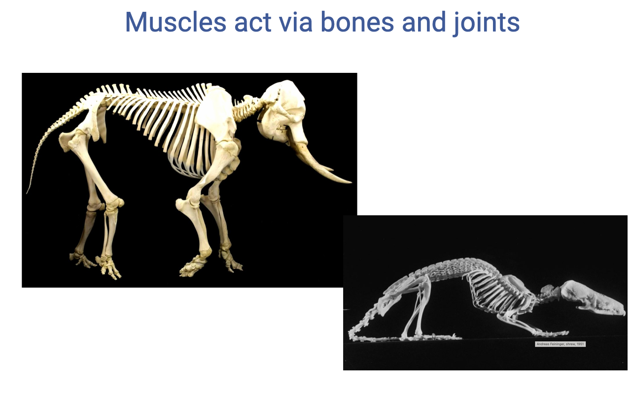 Slide titled "Muscles act via bones and joints" with two photographs of vertebrate skeletons: a large elephant skeleton (left) with relatively straight, columnar limbs and an upright "graviportal" posture; a small shrew skeleton (right) with a crouched, flexed posture and visibly bent joints.