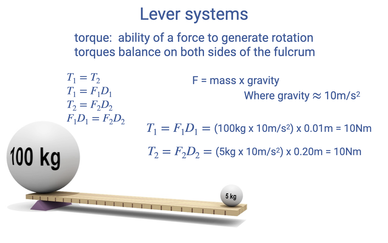 Slide titled "Lever systems" with a 3D wooden-plank-on-fulcrum schematic showing a 100 kg ball on a short left arm and a 5 kg ball on a longer right arm. Equations on the left: T_1 = T_2; T_1 = F_1 D_1; T_2 = F_2 D_2; F_1 D_1 = F_2 D_2. On the right: F = mass × gravity, where gravity ≈ 10 m/s². Worked calculations: T_1 = F_1 D_1 = (100 kg × 10 m/s²) × 0.01 m = 10 Nm; T_2 = F_2 D_2 = (5 kg × 10 m/s²) × 0.20 m = 10 Nm.