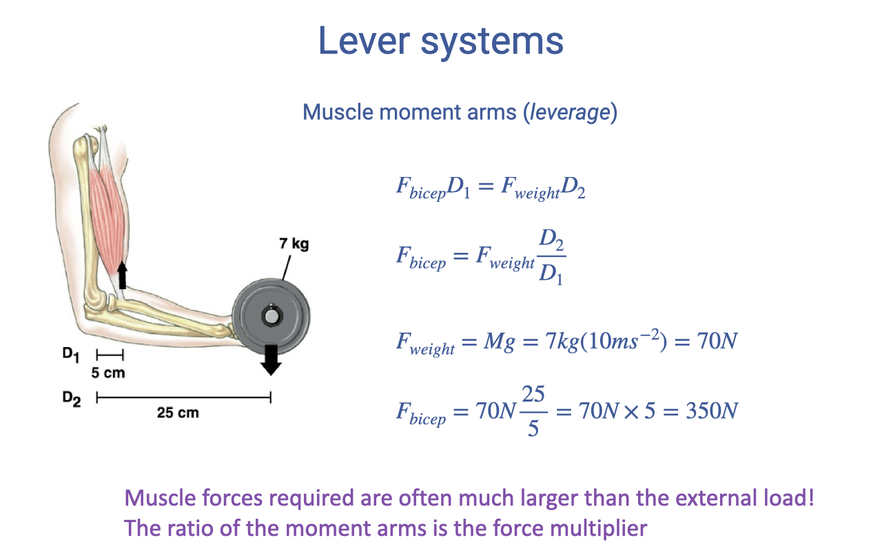 Slide titled "Lever systems — Muscle moment arms (leverage)" with an anatomical drawing of a flexed elbow holding a 7 kg dumbbell at the wrist: the bicep insertion is at distance D_1 = 5 cm from the elbow joint center; the dumbbell is at D_2 = 25 cm. Equations: F_bicep × D_1 = F_weight × D_2 → F_bicep = F_weight × D_2/D_1. Worked example: F_weight = M × g = 7 kg × 10 m/s⁻² = 70 N; F_bicep = 70 N × 25/5 = 70 N × 5 = 350 N. Below: "Muscle forces required are often much larger than the external load! The ratio of the moment arms is the force multiplier."