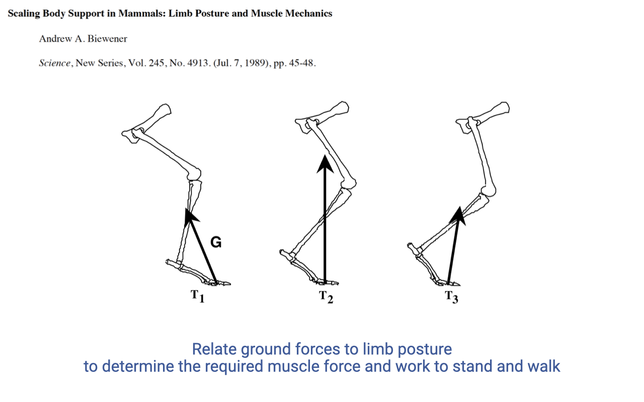 Slide reproducing the title page of "Scaling Body Support in Mammals: Limb Posture and Muscle Mechanics" by Andrew A. Biewener, Science (1989) Vol. 245, pp. 45–48. Below the citation are three skeletal hindlimb diagrams labeled T₁, T₂, T₃ showing different limb postures (crouched, upright, and intermediate) with the ground reaction force vector G drawn from the toe to the limb. Caption: "Relate ground forces to limb posture to determine the required muscle force and work to stand and walk."