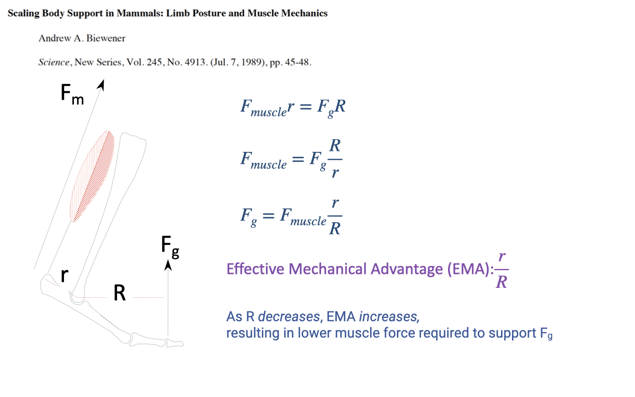 Slide reproducing the same Biewener schematic with three rearranged equations: F_muscle × r = F_g × R; F_muscle = F_g × R/r; F_g = F_muscle × r/R. A highlighted box defines: "Effective Mechanical Advantage (EMA): r/R." Annotation: "As R decreases, EMA increases, resulting in lower muscle force required to support F_g."