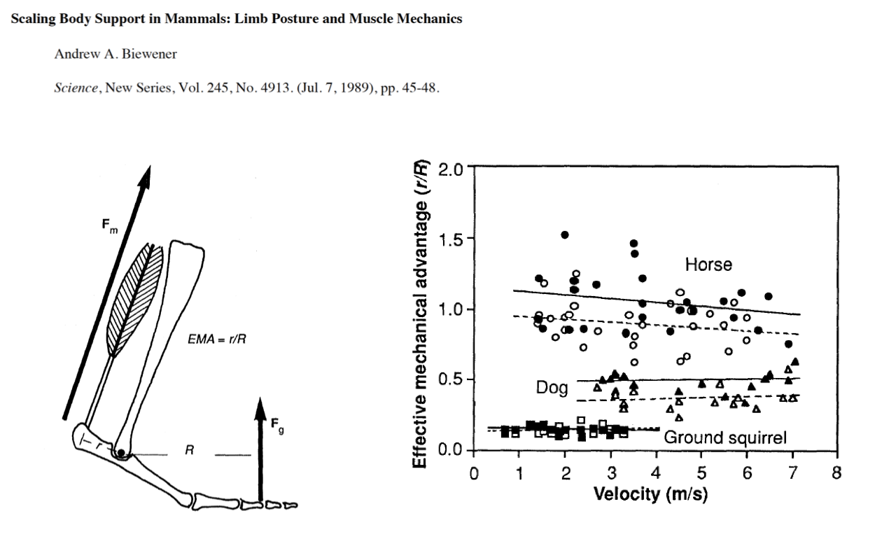 Slide reproducing the Biewener 1989 figure: a hindlimb schematic on the left showing F_m, F_g, r, and R, with EMA = r/R defined; a scatter plot on the right showing effective mechanical advantage (r/R, 0.0–2.0) vs. forward velocity (m/s, 0–8) for three species: horse (filled and open circles, EMA ~1.0), dog (filled and open triangles, EMA ~0.4–0.5), and ground squirrel (filled and open squares, EMA ~0.15–0.2). EMA is roughly flat with velocity within each species but offset by body size.
