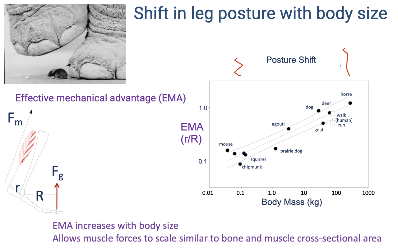 Slide titled "Shift in leg posture with body size" with a striking photograph (top left) showing the foot of an elephant next to a small mouse. Below: an annotated F_m / F_g / r / R diagram, and a scatter plot on the right showing log–log effective mechanical advantage (EMA = r/R) vs. body mass (kg, 0.01–1000) for many species (mouse, chipmunk, squirrel, prairie dog, agouti, goat, deer, dog, horse — plus humans for walk/run). The plot shows a positive scaling: EMA increases from ~0.1 (mouse, chipmunk) up to ~1.0 (horse). Annotation across the top reads "Posture Shift" with red brackets at each end. Caption text below: "EMA increases with body size; allows muscle forces to scale similar to bone and muscle cross-sectional area."