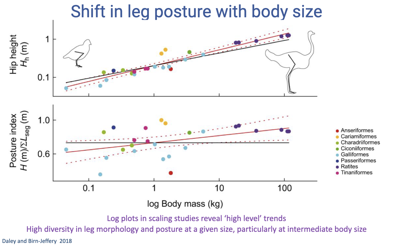 Slide titled "Shift in leg posture with body size" with two scaling plots (Daley and Birn-Jeffery 2018) for 23 bird species across multiple orders (Anseriformes, Cariamiformes, Charadriiformes, Ciconiiformes, Galliformes, Passeriformes, Ratites, Tinaniformes). Top: log hip height (m, 0.1–1) vs. log body mass (kg, 0.1–100), positive slope, ostriches at top right and small shorebirds and quail at lower left. Bottom: posture index (H / Σ L_seg) vs. log body mass — posture becomes more upright (higher index) at larger sizes, but with high diversity at intermediate (~1 kg) sizes. Annotations: "Log plots in scaling studies reveal 'high level' trends. High diversity in leg morphology and posture at a given size, particularly at intermediate body size."