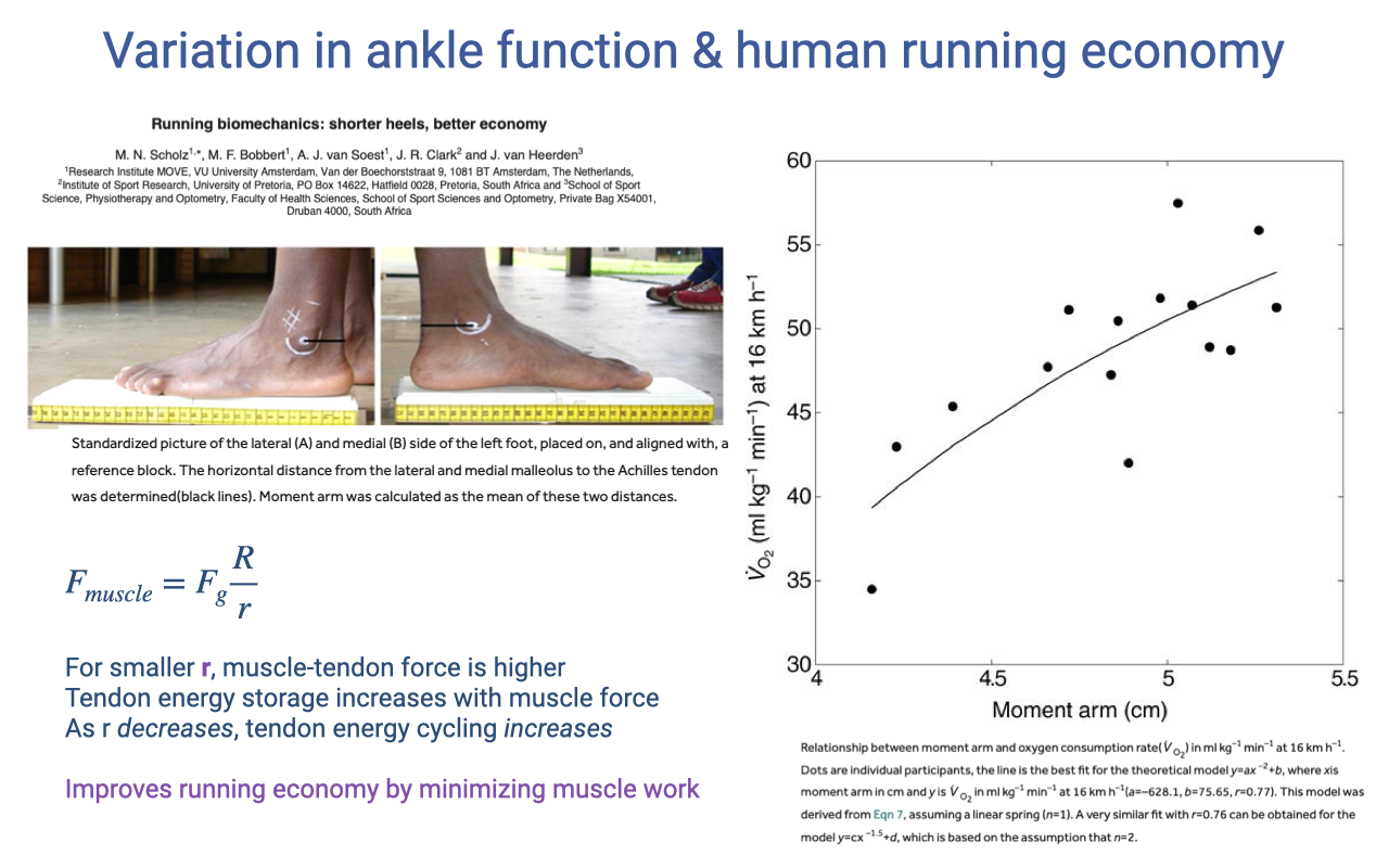 Slide titled "Variation in ankle function & human running economy" reproducing key panels from Scholz et al., "Running biomechanics: shorter heels, better economy." Top left: schematic of measuring foot anatomy — photographs of a foot from lateral and medial sides aligned with a reference block, with the moment arm calculated as the average of the perpendicular distances from the malleoli to the Achilles tendon. Bottom left: equation F_muscle = F_g × R/r, with annotations: "For smaller r, muscle-tendon force is higher; tendon energy storage increases with muscle force; as r decreases, tendon energy cycling increases. Improves running economy by minimizing muscle work." Right: scatter plot of V̇O₂ at 16 km/h (ml kg⁻¹ min⁻¹, 30–60) vs. ankle moment arm (cm, 4–5.5) showing a positive relationship — runners with shorter ankle moment arms had lower VO₂ (better economy).