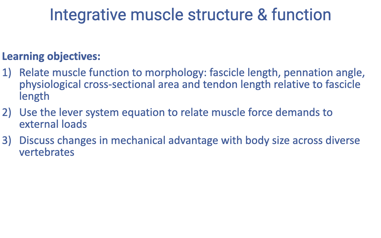 Recap slide titled "Integrative muscle structure & function" listing the three learning objectives from Lecture 13: (1) Relate muscle function to morphology — fascicle length, pennation angle, physiological cross-sectional area, and tendon length relative to fascicle length; (2) Use the lever system equation to relate muscle force demands to external loads; (3) Discuss changes in mechanical advantage with body size across diverse vertebrates.