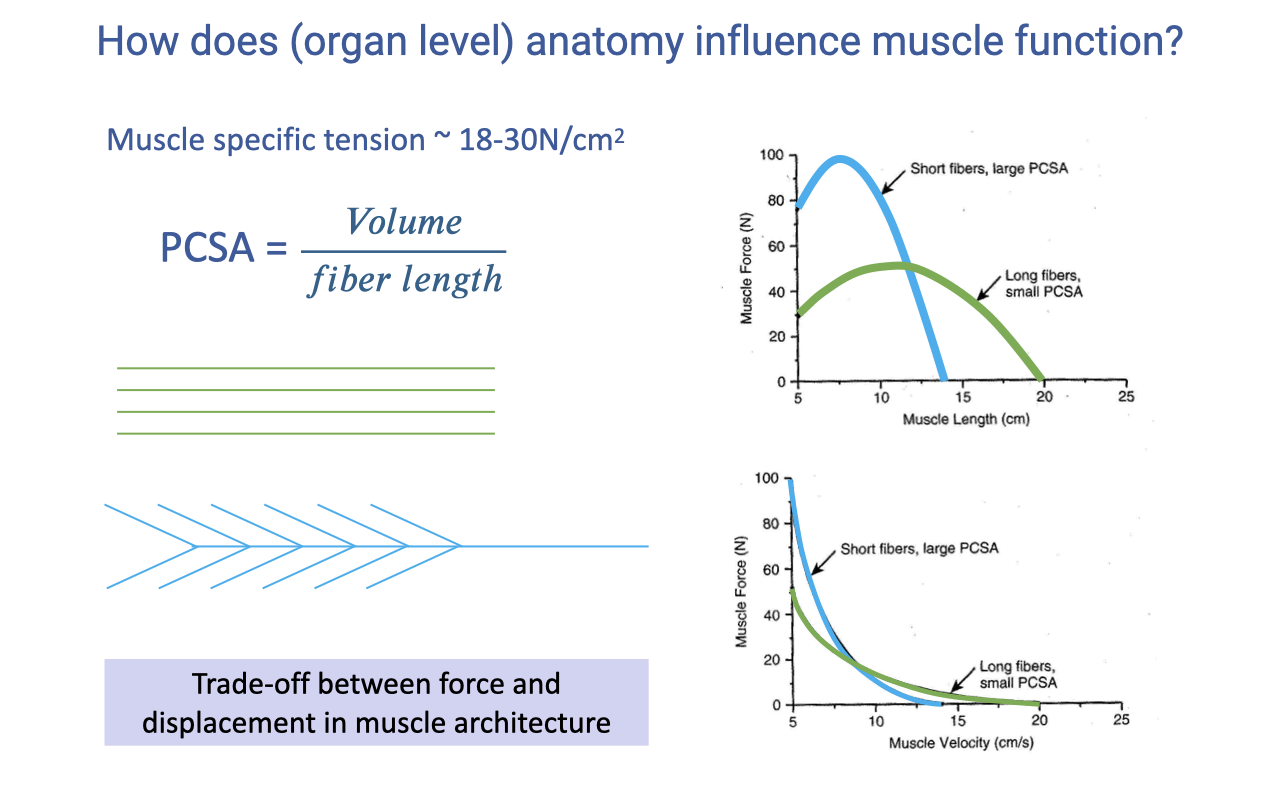 Recap slide titled "How does (organ level) anatomy influence muscle function?" with the equation PCSA = Volume / fiber length, the muscle specific tension range ~18–30 N/cm², and two architectural diagrams (a parallel-fibered muscle and a unipennate "feather" muscle). Two plots on the right show (top) muscle force vs. muscle length — the short-fibered/large-PCSA muscle (blue) has a high narrow peak vs. the long-fibered/small-PCSA muscle (green) with a lower wider curve; (bottom) muscle force vs. velocity showing the same architectural trade-off in the F–V relationship. A box at lower left reads "Trade-off between force and displacement in muscle architecture."