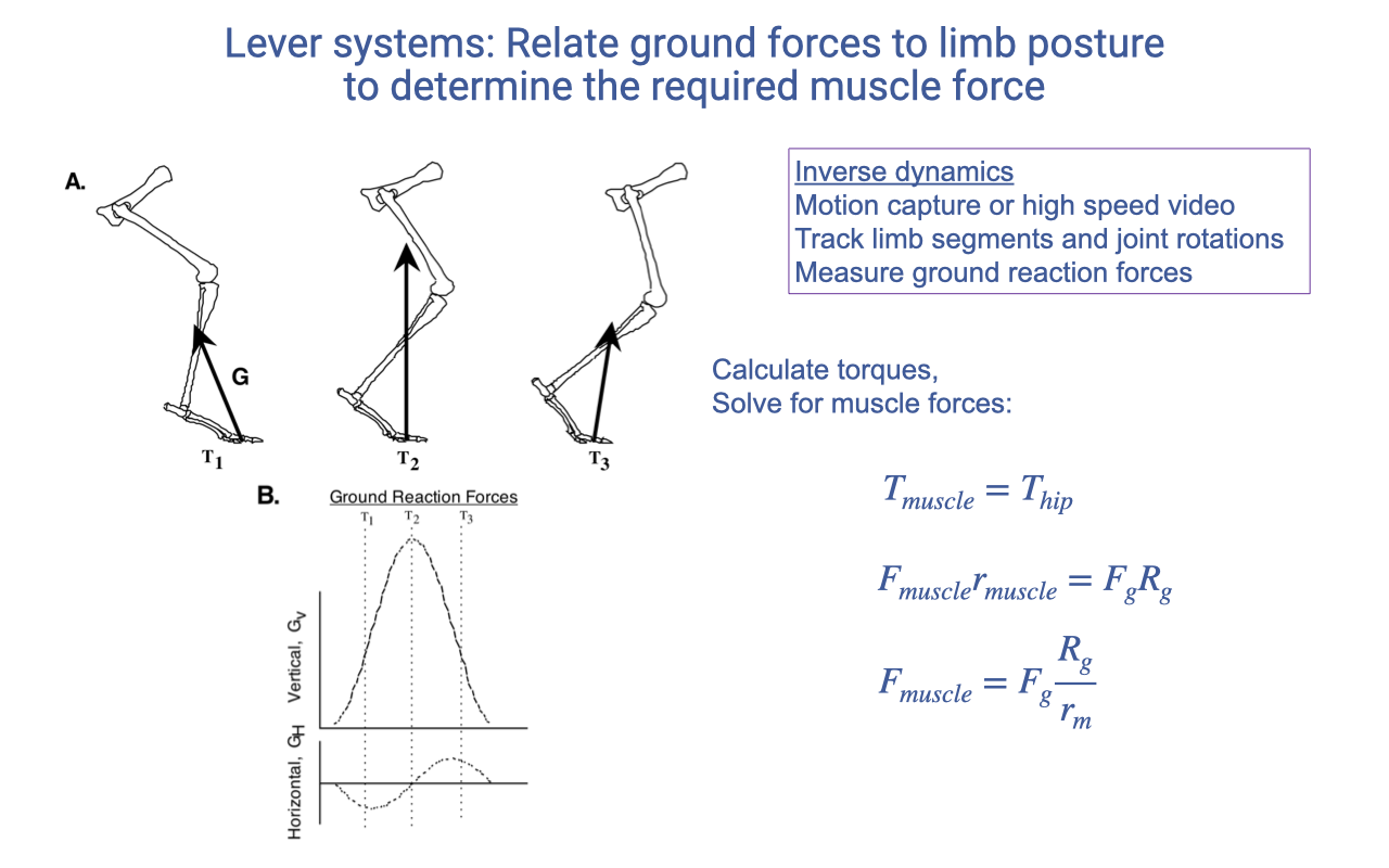 Recap slide titled "Lever systems: Relate ground forces to limb posture to determine the required muscle force." Three skeletal hindlimb diagrams (T₁, T₂, T₃) at the top show different limb postures with the ground reaction force vector G drawn from the toe to the body. Below, ground-reaction force traces (vertical Gv, horizontal GH) plotted vs time show characteristic stance-phase patterns. Right side lists "Inverse dynamics" steps: motion capture or high-speed video; track limb segments and joint rotations; measure ground reaction forces. Equations: T_muscle = T_hip; F_muscle × r_muscle = F_g × R_g; F_muscle = F_g × R_g/r_m.