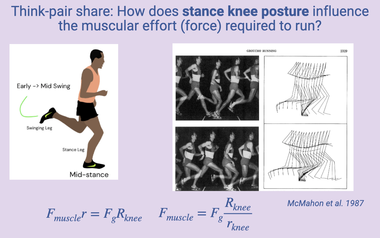 Slide titled "Think-pair-share: How does stance knee posture influence the muscular effort (force) required to run?" with three components: (1) a small cartoon of a human runner with "Early → Mid Swing" labeled on the front leg and the stance leg at "Mid-stance"; (2) a multi-panel figure (McMahon et al. 1987) comparing normal upright running (top row) to "Groucho running" with deliberately flexed knees (bottom row), showing both photographs and stick-figure trajectories of the runner across one stride; (3) the lever equations F_muscle × r = F_g × R_knee with F_muscle = F_g × R_knee / r_knee.