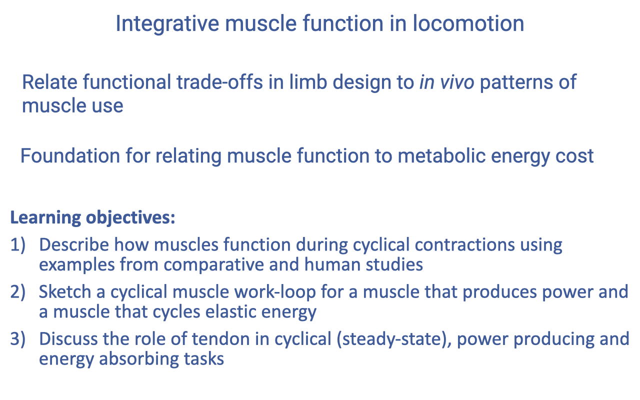 Slide titled "Integrative muscle function in locomotion" with two short text blocks — "Relate functional trade-offs in limb design to in vivo patterns of muscle use" and "Foundation for relating muscle function to metabolic energy cost" — followed by three learning objectives: (1) Describe how muscles function during cyclical contractions using examples from comparative and human studies; (2) Sketch a cyclical muscle work-loop for a muscle that produces power and a muscle that cycles elastic energy; (3) Discuss the role of tendon in cyclical (steady-state), power producing and energy absorbing tasks.