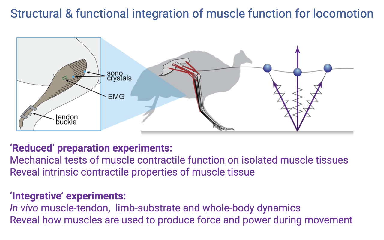 Slide titled "Structural & functional integration of muscle function for locomotion" with a schematic on the upper left showing a guinea fowl skeleton with red muscles overlaid on the hindlimb and a magnified view of one muscle with implanted instrumentation (sonomicrometry crystals, EMG electrodes, and a tendon buckle). On the right, a schematic shows a running bird with a body-spring leg model (mass-spring-damper representation). Two text blocks: "'Reduced' preparation experiments: Mechanical tests of muscle contractile function on isolated muscle tissues; reveal intrinsic contractile properties of muscle tissue." "'Integrative' experiments: in vivo muscle-tendon, limb-substrate and whole-body dynamics; reveal how muscles are used to produce force and power during movement."
