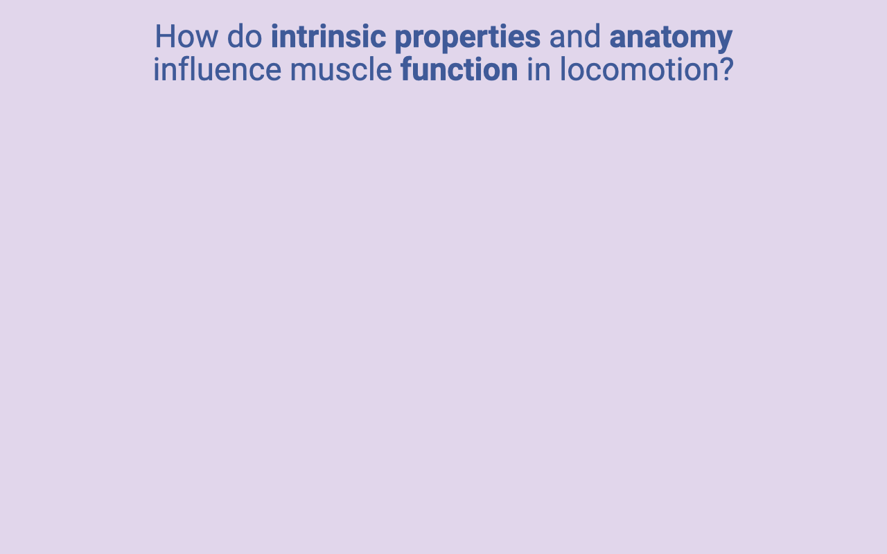 Slide with a light purple background and the title-only prompt "How do intrinsic properties and anatomy influence muscle function in locomotion?" — used as a transition slide before the next section.