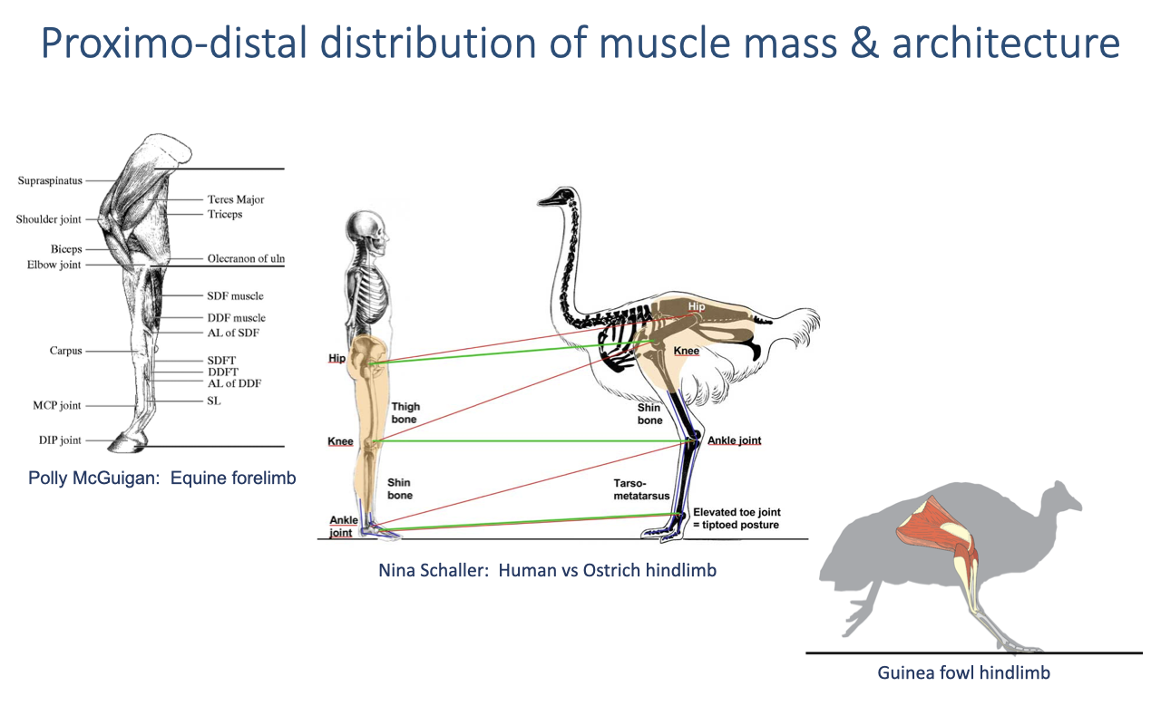 Slide titled "Proximo-distal distribution of muscle mass & architecture" with three anatomical figures: Left — Polly McGuigan's drawing of an equine forelimb showing labeled muscles (supraspinatus, teres major, triceps, biceps, SDF muscle, DDF muscle, AL of SDF, SDFT, DDFT, AL of DDF, SL) and joints (shoulder, elbow, carpus, MCP joint, DIP joint), with progressively shorter, more tendinous structures distally. Middle — Nina Schaller's comparison of human and ostrich hindlimbs side-by-side, with green lines connecting equivalent joints (hip, knee, ankle) and red lines connecting equivalent bones (thigh, shin, tarsometatarsus); the ostrich has an "elevated toe joint = tiptoed posture." Right — a guinea fowl hindlimb anatomical schematic with muscle mass concentrated near the hip and short tendinous structures distally.