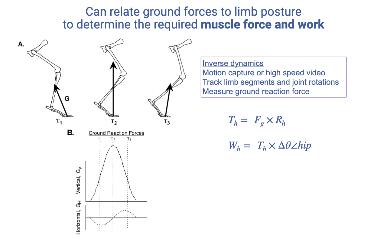 Slide titled "Can relate ground forces to limb posture to determine the required muscle force and work" with three components. (A) three skeletal hindlimb diagrams labeled T₁, T₂, T₃ with the ground reaction force G drawn from the toe up to the body in three different postures. (B) traces of vertical (G_v) and horizontal (G_H) ground reaction forces over time for one stance phase. (C) a plot of joint moment (N·cm) vs. frame number (time) showing knee (red) and hip (black) joint moments throughout the stance phase. Right side text: "Inverse dynamics: Motion capture or high speed video; track limb segments and joint rotations; measure ground reaction force; calculate joint torques: T_h = F_g × R_h; W_h = T_h × Δθ_hip."
