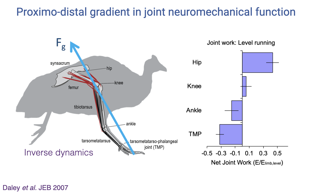 Slide titled "Proximo-distal gradient in joint neuromechanical function" with a guinea fowl skeletal schematic on the left showing the hindlimb with labeled joints (synsacrum, hip, femur, knee, tibiotarsus, ankle, tarsometatarsus, tarsometatarso-phalangeal joint TMP) and the ground reaction force vector F_g drawn upward from the toe through the body. A horizontal bar plot on the right shows net joint work (E/E_limb,level) for each joint during level running: hip — large positive (~+0.4); knee — small positive (~+0.05); ankle — small negative (~−0.1); TMP — large negative (~−0.3). Annotation: "Inverse dynamics."