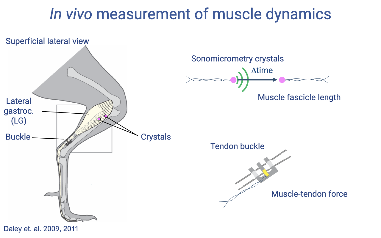 Slide titled "In vivo measurement of muscle dynamics" with an anatomical schematic on the left showing the bird hindlimb with the lateral gastrocnemius (LG) muscle highlighted, and instrumentation labels: "Crystals" (sonomicrometry crystals), "Buckle" (tendon buckle on the Achilles tendon). Two zoomed-in panels on the right: top — sonomicrometry crystals with a Δtime arrow between them, illustrating how ultrasonic time-of-flight measures "Muscle fascicle length"; bottom — a tendon buckle schematic with a strain gauge that measures "Muscle-tendon force." Citation: "Daley et al. 2009, 2011."