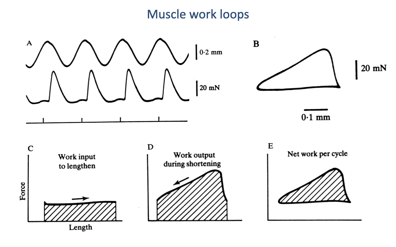 Slide titled "Muscle work loops" with classic Josephson-style work-loop figures. Top: (A) two oscillating traces over time — the upper trace is sinusoidal length oscillation (~0.2 mm) and the lower trace is force (~20 mN) showing characteristic phasic force peaks at one phase of the cycle. (B) the same data plotted in force–length space yields a closed loop, with the area inside the loop equal to net work per cycle. Bottom: three separate force–length loops illustrating: (C) work input to lengthen (rectangular loop traced rightward, low force); (D) work output during shortening (loop traced leftward at high force, large area); (E) net work per cycle (the difference between C and D, showing positive net work).