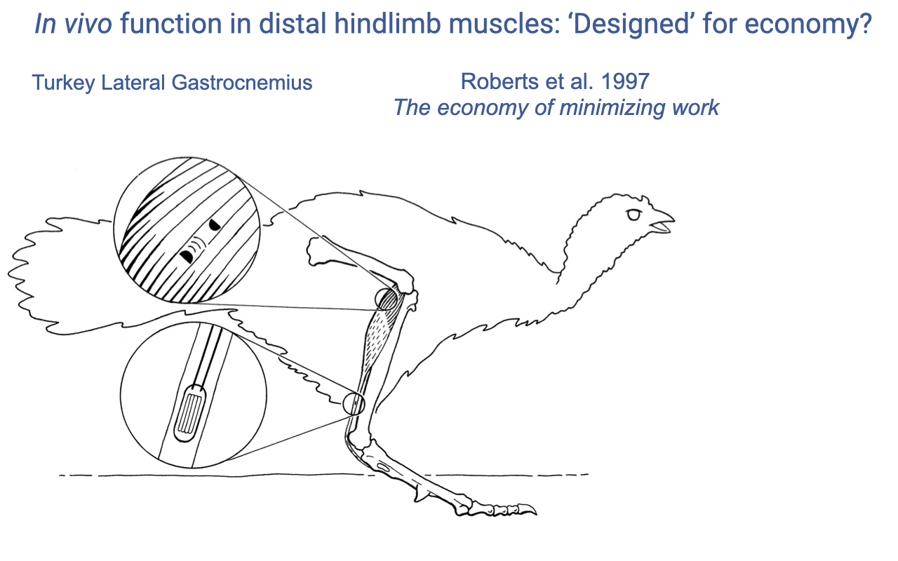 Slide titled "In vivo function in distal hindlimb muscles: 'Designed' for economy?" showing an anatomical drawing of a turkey running, with a magnified circular inset of the lateral gastrocnemius (LG) muscle showing implanted sonomicrometry crystals and EMG electrodes, and a second magnified inset of the Achilles tendon showing an attached tendon buckle. Citation: "Roberts et al. 1997, The economy of minimizing work."