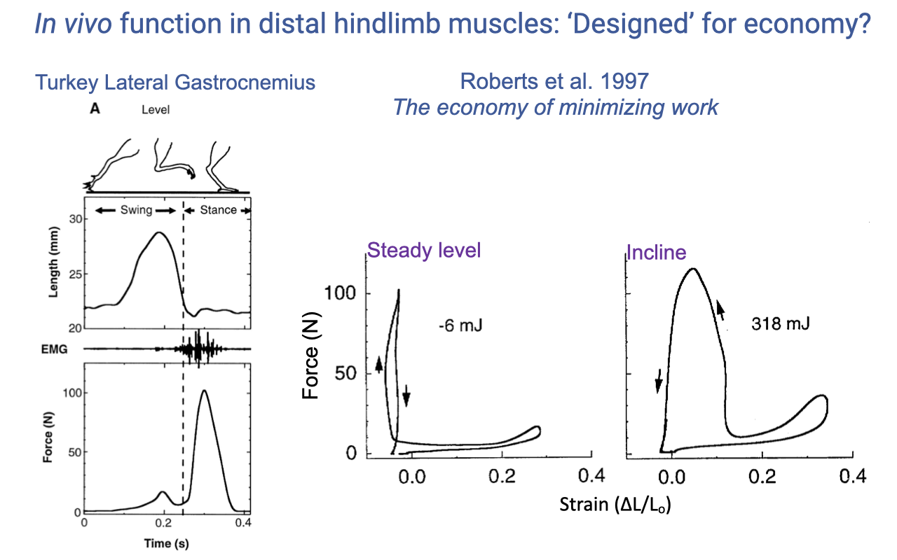 Slide titled "In vivo function in distal hindlimb muscles: 'Designed' for economy?" showing the same turkey LG anatomical drawing, with three time-aligned traces on the left: (A, level running) length (mm, ~20–30), EMG, and force (N, peaking at ~100); the swing phase shows the muscle lengthening, then a peak force during stance. On the right: two force–strain loops — "Steady level" running (a tall narrow loop, work per cycle = −6 mJ, indicating near-isometric contraction) and "Incline" running (a wide loop, work per cycle = +318 mJ, indicating substantial positive work output). Strain (ΔL/L₀) on x-axis (−0.1 to 0.4); Force (N) on y-axis (0–100).