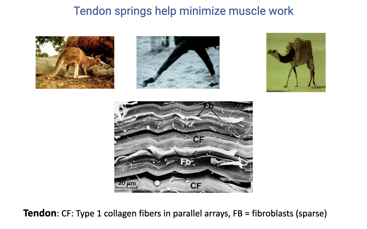 Slide titled "Tendon springs help minimize muscle work" with three small photographs along the top: a hopping kangaroo, a runner in snow with motion blur, and a walking camel. Below is a high-magnification scanning electron micrograph of tendon ultrastructure showing parallel arrays of crimped collagen fibers (CF) with sparsely distributed fibroblasts (Fb) embedded between layers, with a 20 μm scale bar. Caption: "Tendon: CF: Type 1 collagen fibers in parallel arrays, FB = fibroblasts (sparse)."