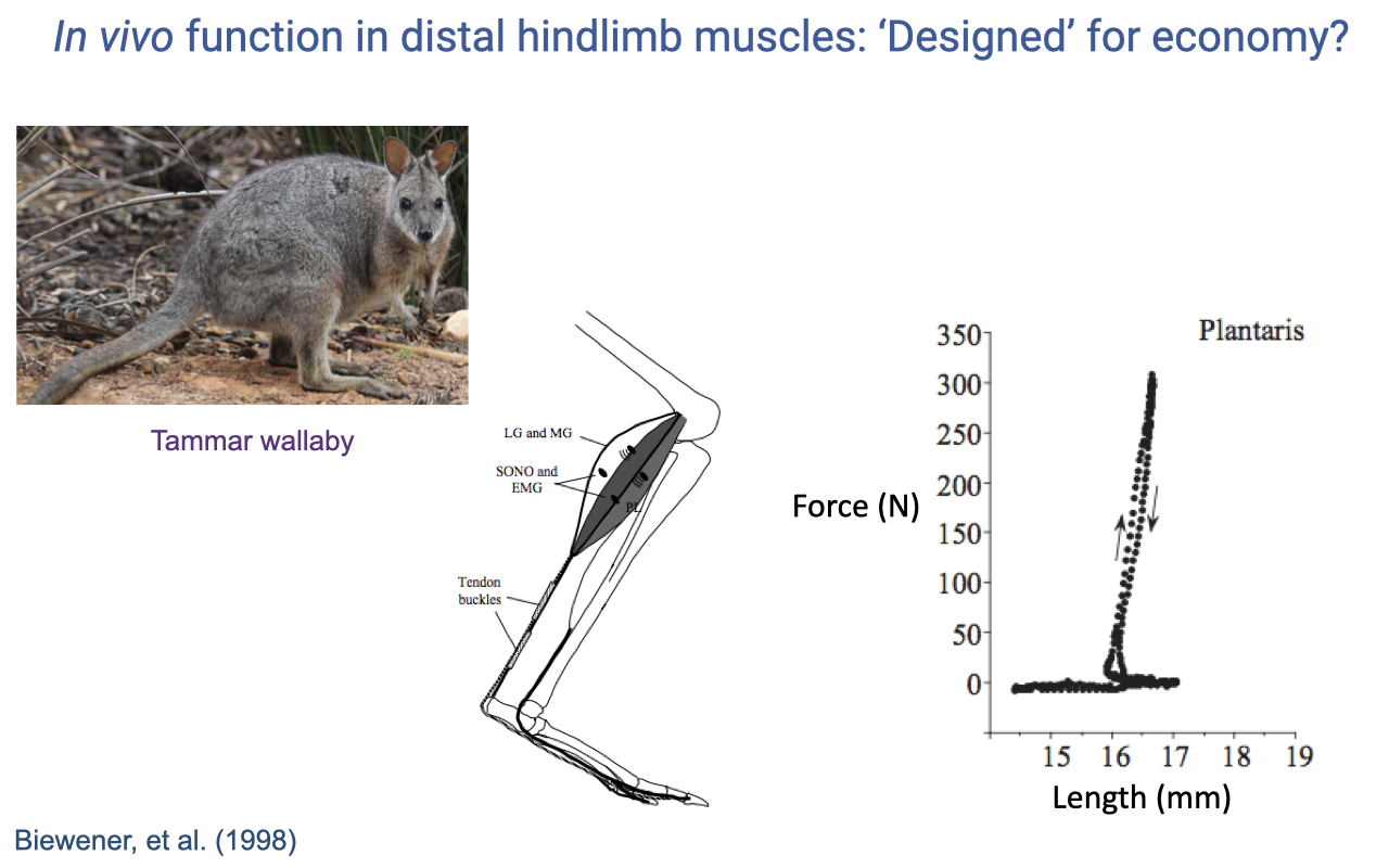 Slide titled "In vivo function in distal hindlimb muscles: 'Designed' for economy?" showing a photograph of a tammar wallaby (left), an anatomical drawing of the wallaby hindlimb with the LG and MG muscles, sonomicrometry and EMG electrodes, and tendon buckles on the Achilles tendon; and a force–length plot on the right showing a tall narrow loop with peak force ~310 N and near-zero length change, illustrating "Plantaris" function during hopping. Citation: "Biewener et al. (1998)."
