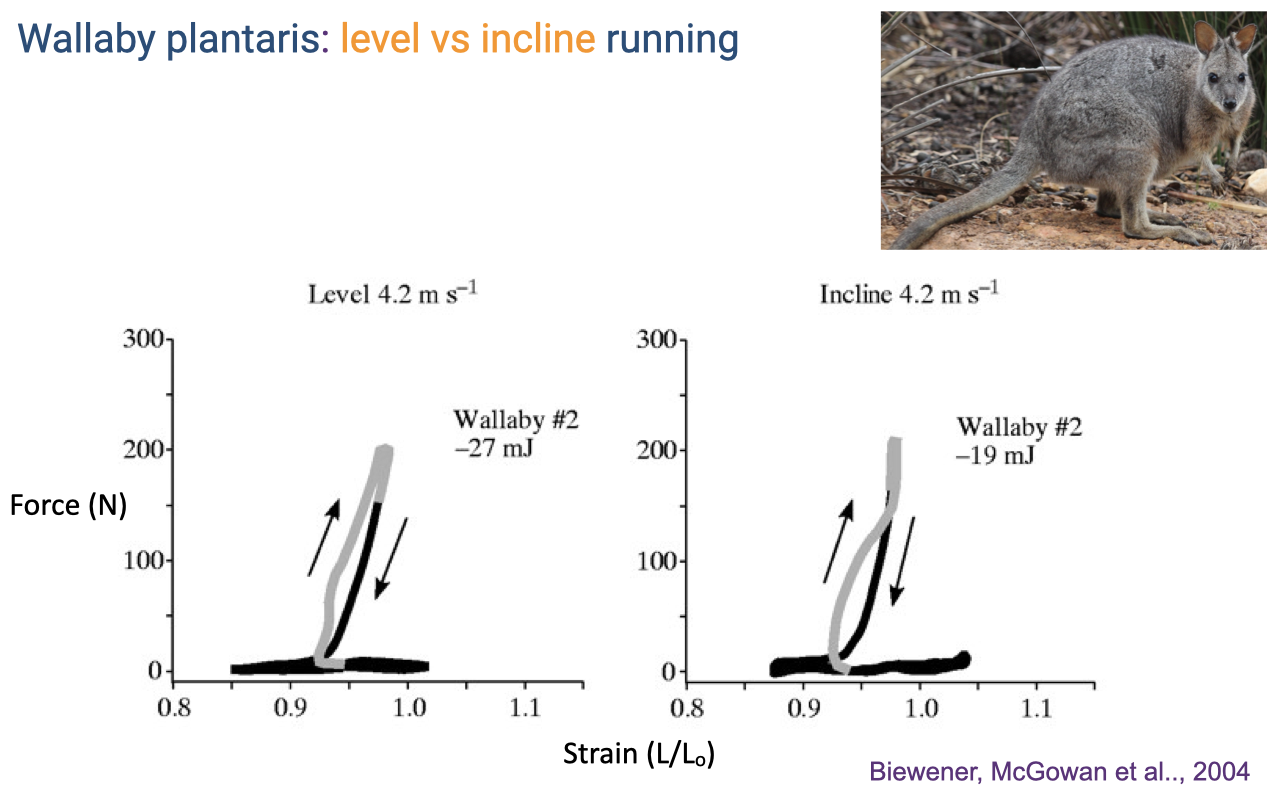Slide titled "Wallaby plantaris: level vs incline running" comparing two force–strain plots from Biewener, McGowan et al. 2004. Left (Level 4.2 m/s): tall narrow loop with peak force ~200 N, net work −27 mJ. Right (Incline 4.2 m/s): wider loop with peak force ~200 N and a small upper rounded section, net work −19 mJ. Strain (L/L_0) on x-axis (0.8–1.1); Force (N) on y-axis (0–300). Photograph of a tammar wallaby at top right.