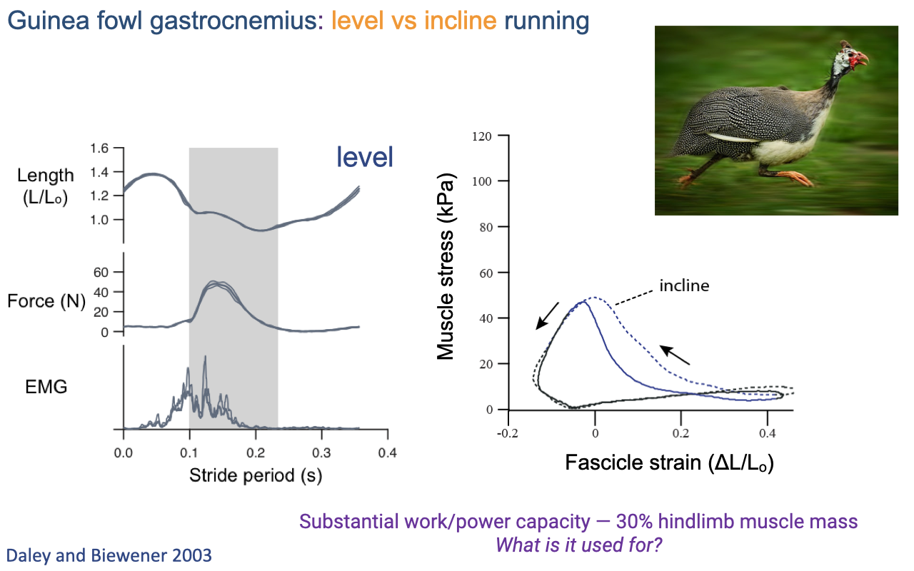 Slide titled "Guinea fowl gastrocnemius: level vs incline running" comparing in vivo measurements from Daley and Biewener 2003. Left: time-aligned traces of length (L/L_0, ~1.0–1.4), force (N, peaking ~50), and EMG over a stride period (s, 0–0.4) for level running, with stance phase shaded gray. Right: muscle stress (kPa) vs. fascicle strain (ΔL/L_0, −0.2 to 0.4) showing two superimposed force–strain loops — solid blue for level and dashed black for incline. The incline loop is wider and shifted toward positive strain, indicating more positive work. Caption: "Substantial work/power capacity — 30% hindlimb muscle mass; What is it used for?" Photograph of a guinea fowl in mid-stride at top right.