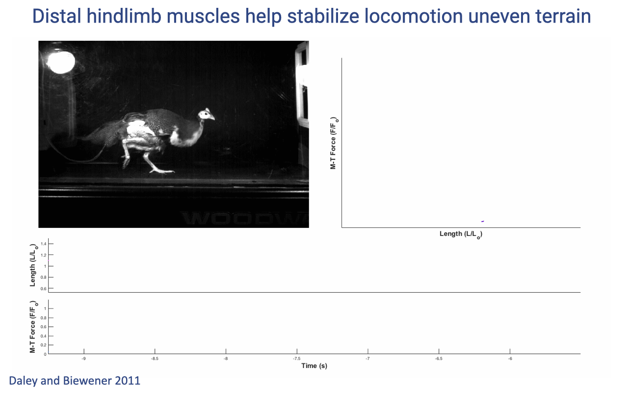 Slide titled "Distal hindlimb muscles help stabilize locomotion uneven terrain" with a large grayscale photograph of a guinea fowl mid-stride on a treadmill (taken in a darkened lab setting). Three empty plot axes (force vs. length, length over time, force over time) appear around the photo, suggesting these would be filled with traces showing how the muscle adapts to perturbations. Citation: "Daley and Biewener 2011."